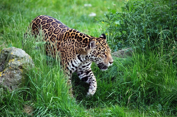 Leopard trail in Safari