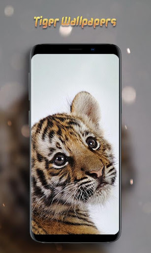 Tiger Wallpapers Offline