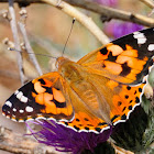 Painted Lady; Vanesa de los Cardos