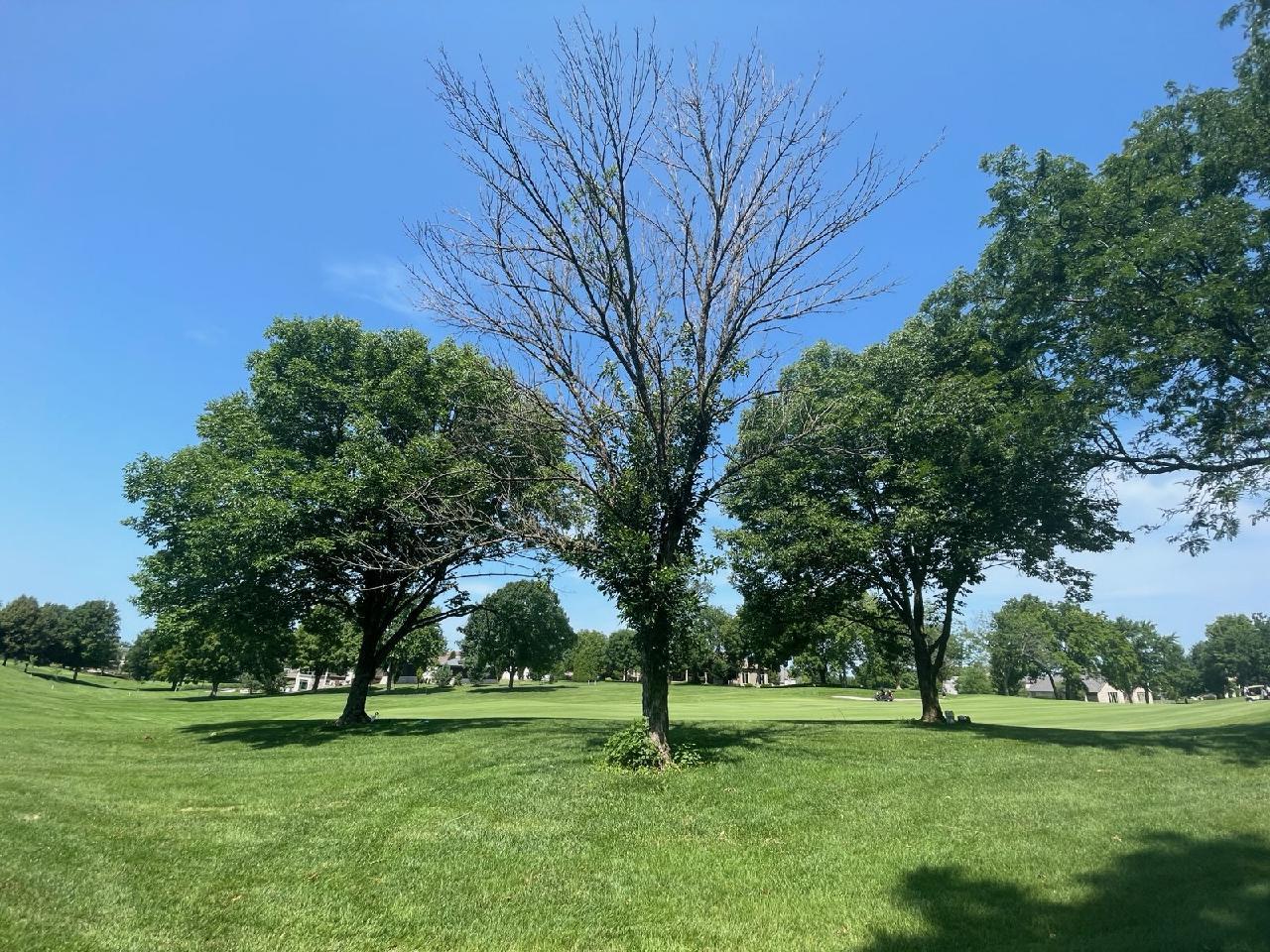 A group of trees in a grassy field

Description automatically generated