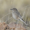 Black-Billed Shrike Tyrant