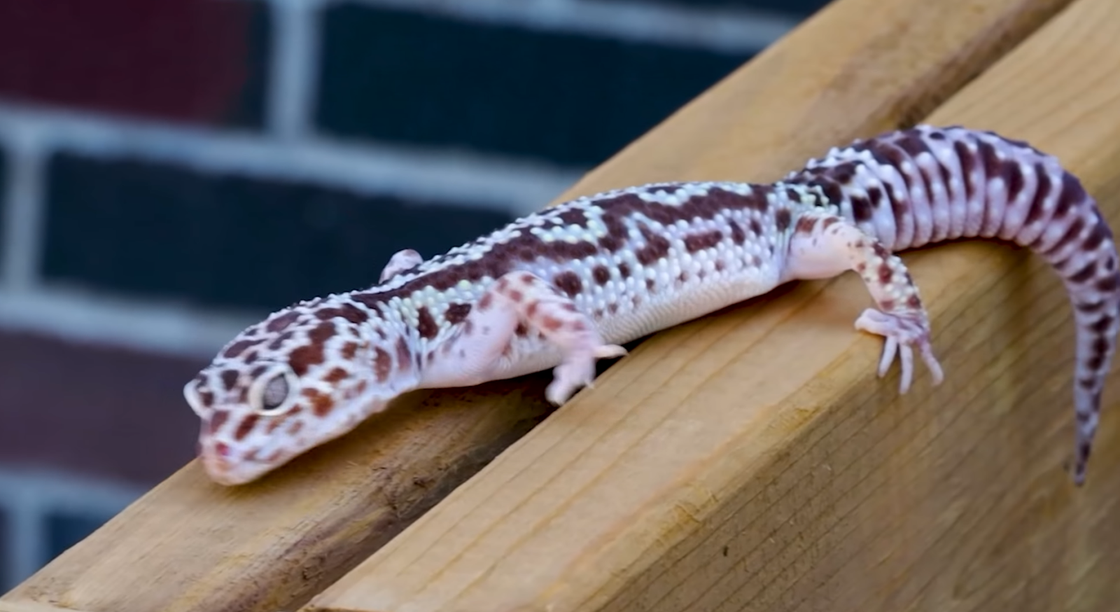 Leopard gecko