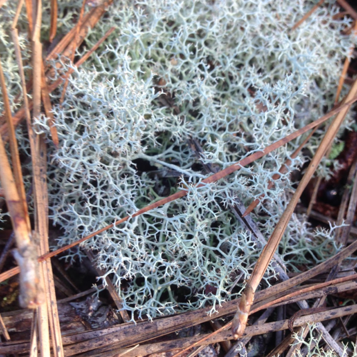 Reindeer Lichen