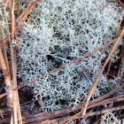 Reindeer Lichen