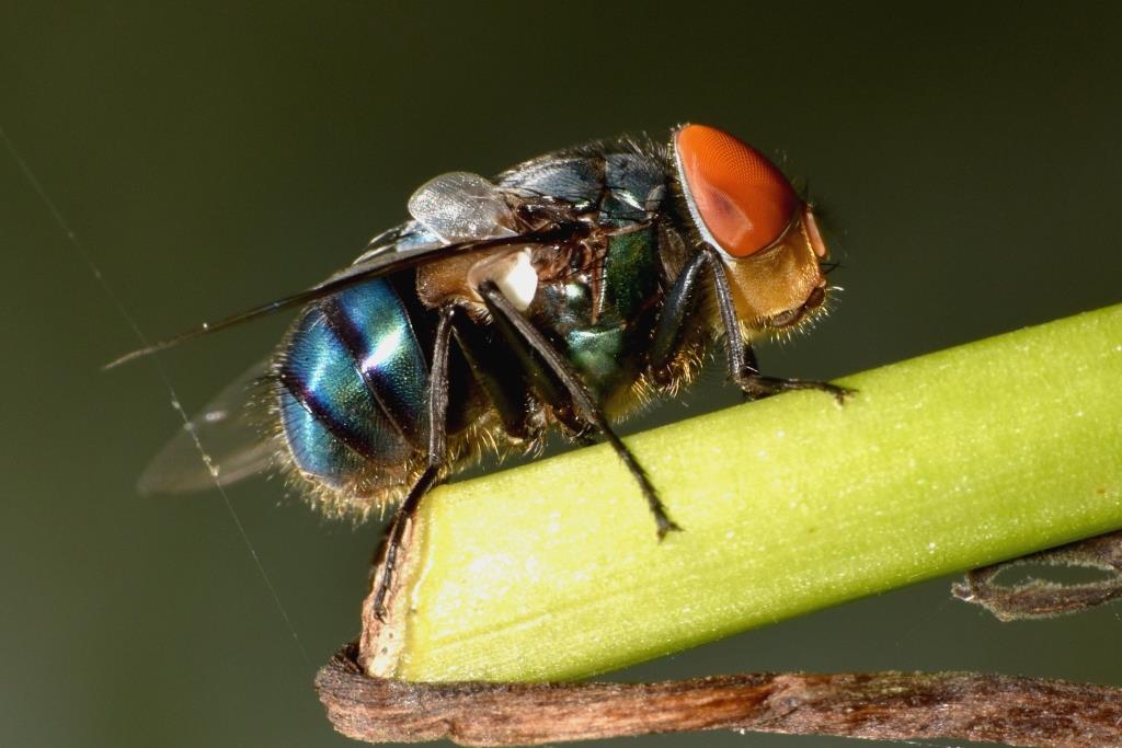 Bluebottle Fly