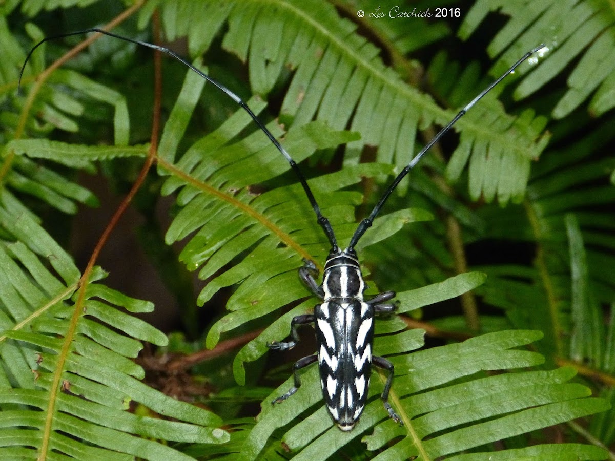 Long-horned beetle