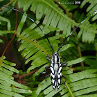 Long-horned beetle