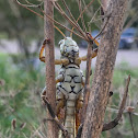 Differential Grasshopper