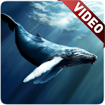 Cover Image of Tải xuống Blue Whale Video Live Wallpaper 1.0 APK