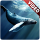 Download Blue Whale Video Live Wallpaper For PC Windows and Mac 1.0