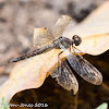 Common Parasol