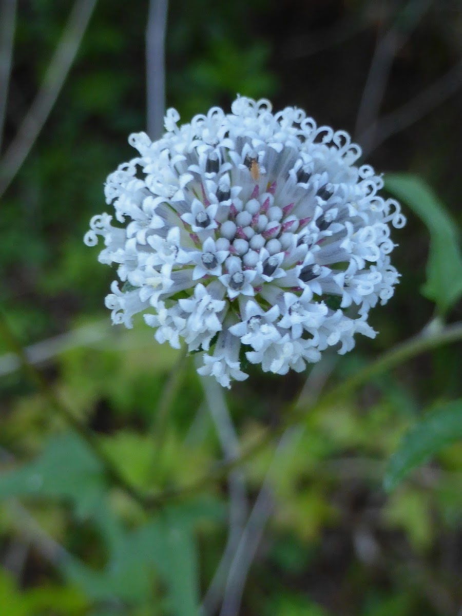 Snow Squarestem