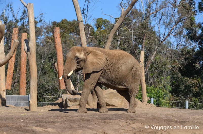 San Diego Zoo - elephant odyssey - elephants