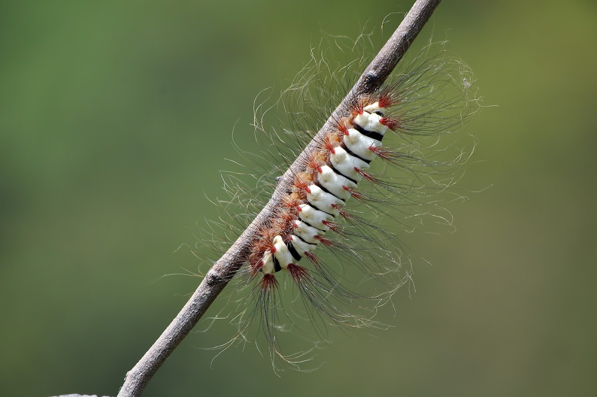 Polilla franela del mangle