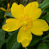 St. John's Wort 'Hidcote'