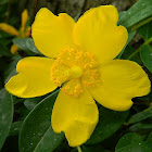 St. John's Wort 'Hidcote'