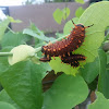 Pipevine Swallowtail Caterpillar