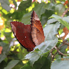 Common Palmfly Butterfly