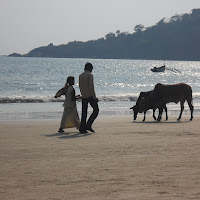 Bovini in spiaggia di 