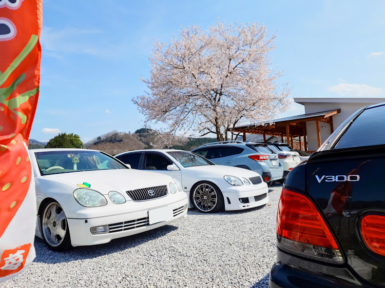 アリストのいいね＆フォロー＆コメントありがとうございます・サクラと愛車・#愛車は裏切らない・春ですね・ドライブに関するカスタム事例の投稿画像7枚目