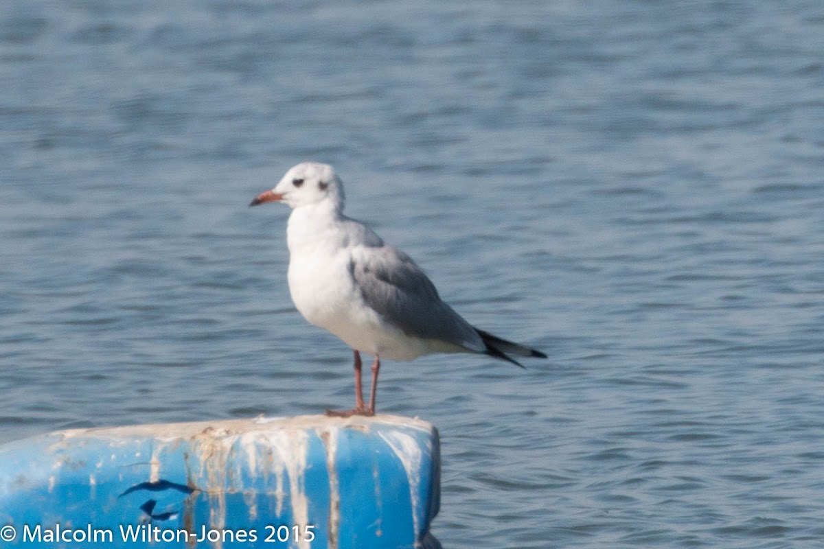 Black-headed Gull; Gaviota Reidora