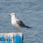 Black-headed Gull; Gaviota Reidora