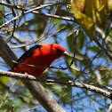 Scarlet Tanager