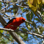 Scarlet Tanager