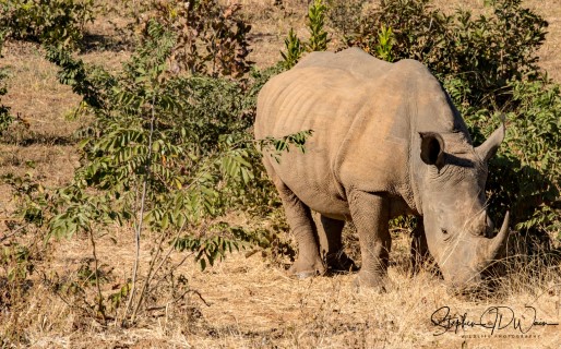 White Rhinoceros