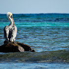 Brown Pelican