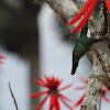 White-throated Hummingbird