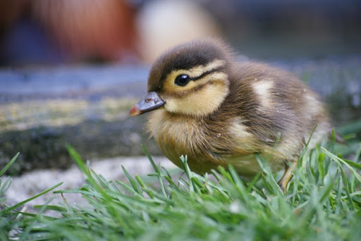 Baby Ducklings Wallpapers FREE