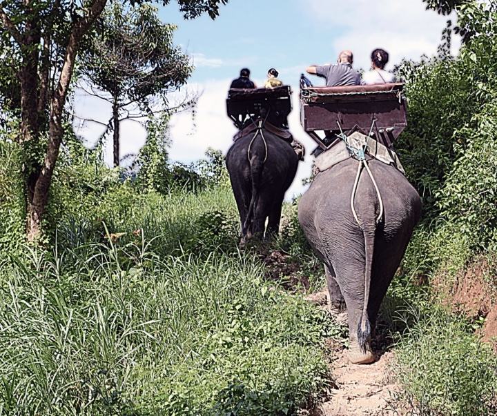 ElephanTAXI di gds75photo