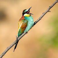 Bee Eater di 