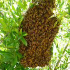 Honey Bee Swarm