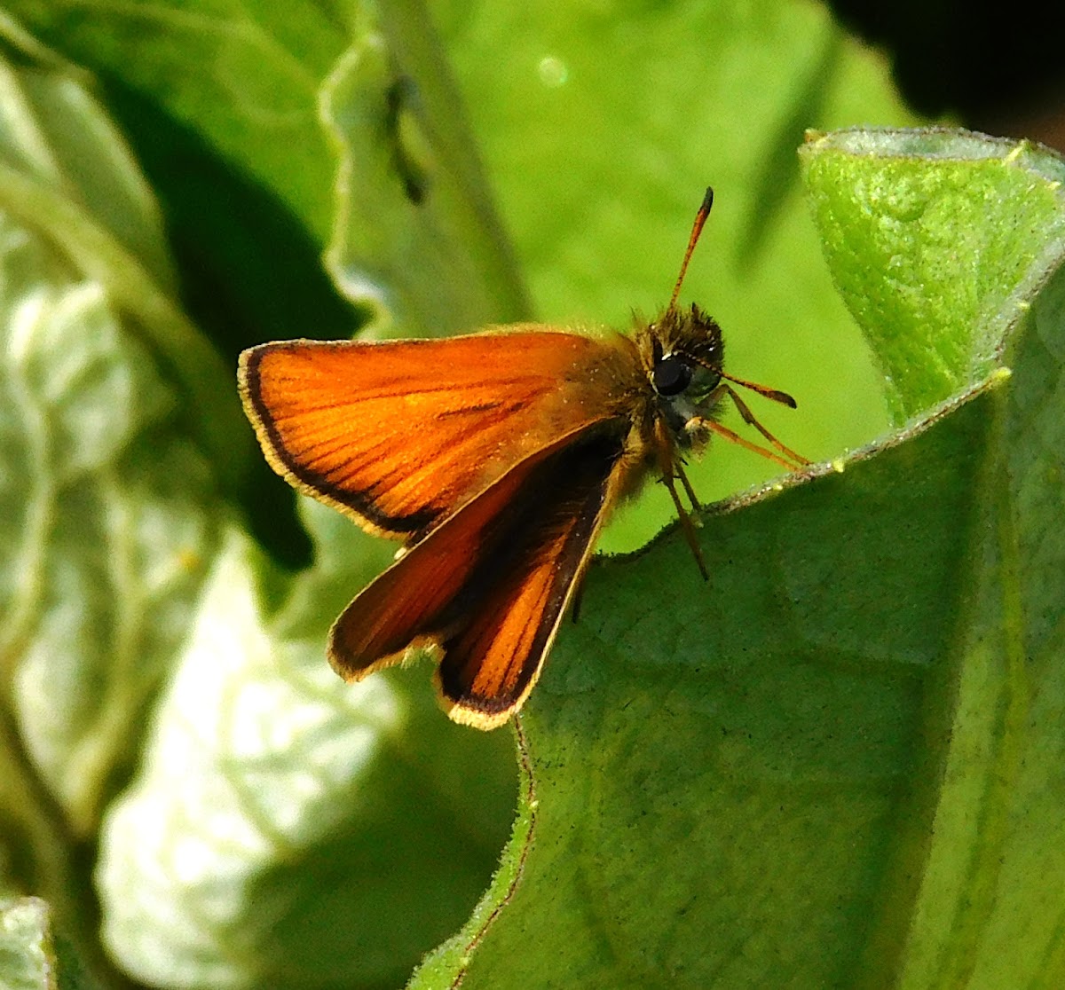 Skipper