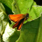 Skipper