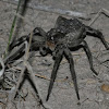 Wolf Spider