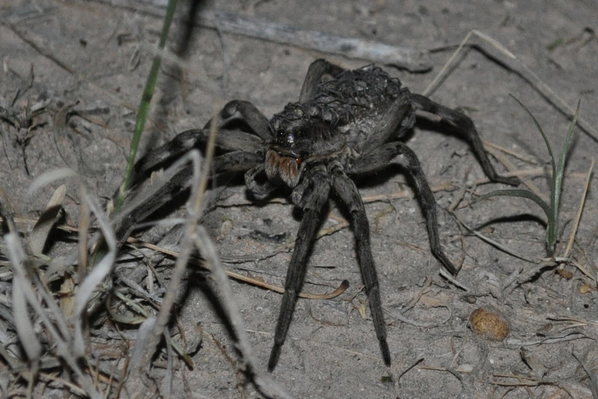 Wolf Spider