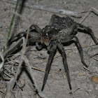 Wolf Spider