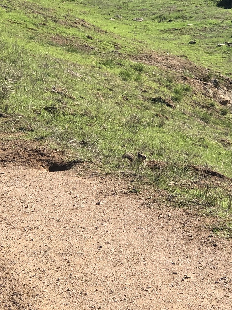 California ground squirrel