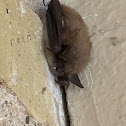 Little brown bat