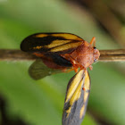 Froghopper