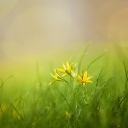 Yellow flower lawn