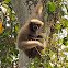 Western Hoolock Gibbon