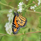 Monarch butterfly