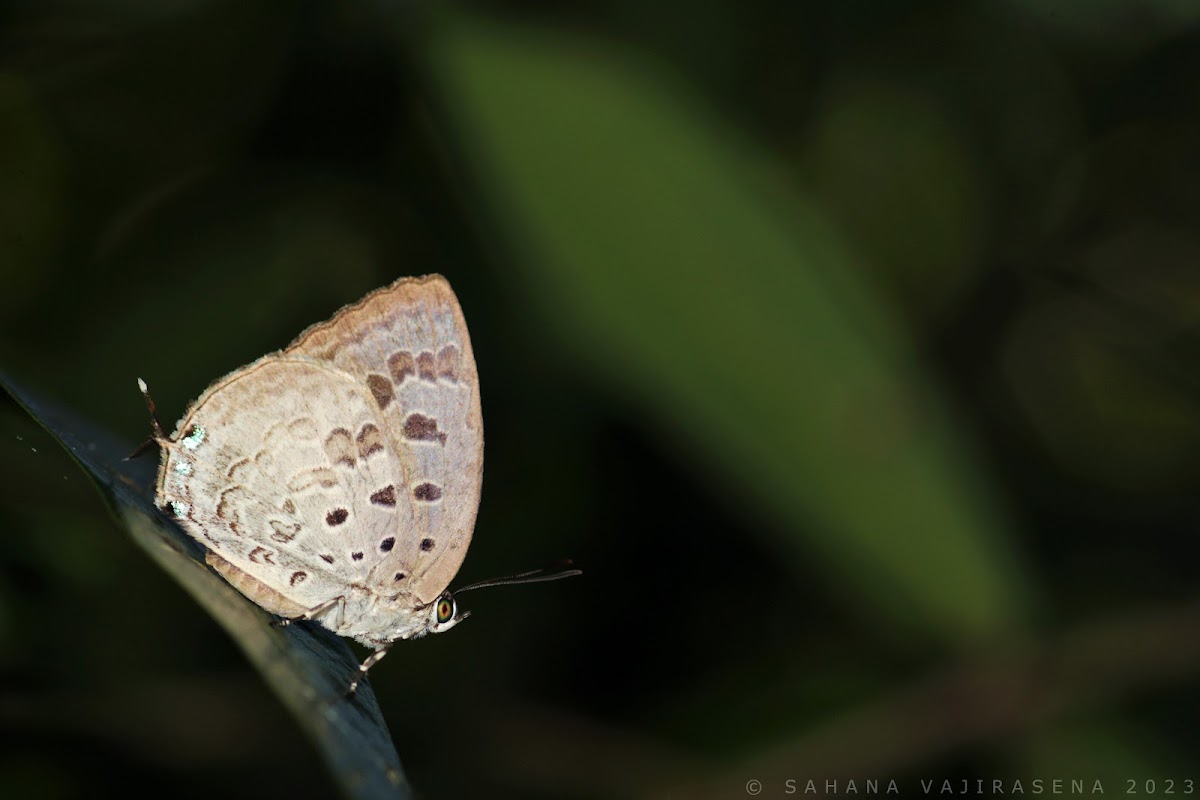 Sri Lankan Ormiston's Oak Blue