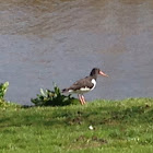 Eurasian oystercatcher