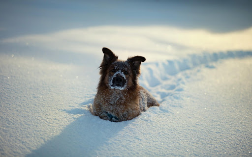 German Shepherd Live Wallpaper