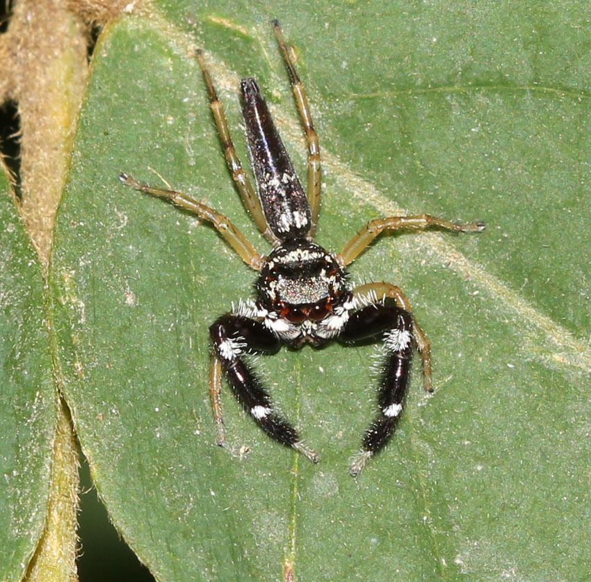 Jumping Spider